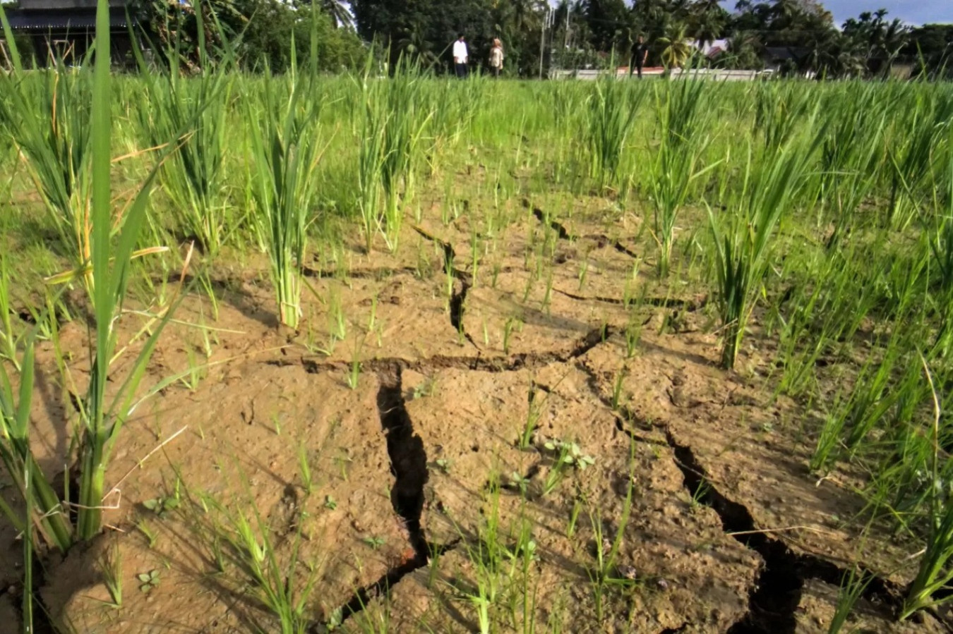Waspada! El Nino Ancam Ketahanan Pangan