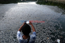 Ribuan Ikan di Waduk...