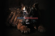 Kelahiran Anak Harimau...