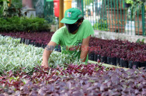 Merawat Tanaman Hias...