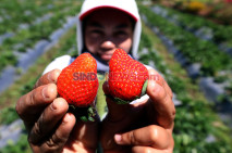 Kebun Strawberry Kalisat,...