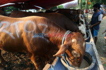 Terdampak Covid-19,...