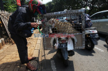 Hindari Stres, Kambing...