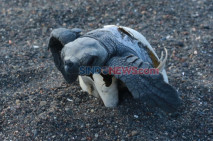 Banyuwangi Sea Turtle...