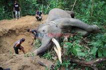 Gajah Jinak Mati Mendadak...