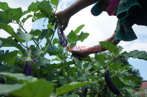 Petani Manfaatkan Lahan...