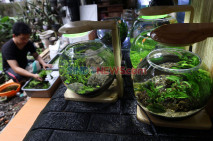 Bisnis Aquascape Mini...
