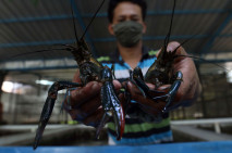 Budidaya Lobster Air...