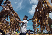 Terkendala Cuaca, Produksi...