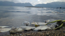 Ribuan Ikan di Danau...