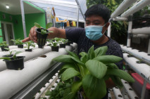Berkebun Hidroponik...