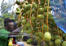 Budidaya Kurma Barhee...