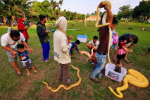 Mengenalkan Dunia Reptil...