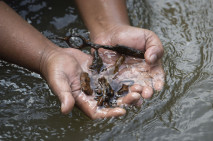 Pencari Logam di Sungai...