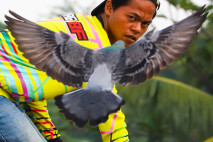 Potret Penghobi Merpati...