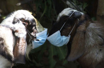 Kampanye Pemakaian Masker,...