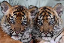 Lucunya Bayi Harimau...