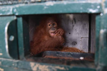 Pemulangan Orangutan...