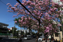 Cantiknya Bunga Tabebuya...