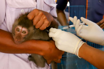 Vaksin Rabies Gratis...