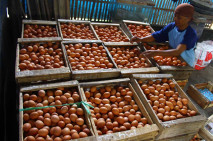 Harga Telur Ayam Tak...