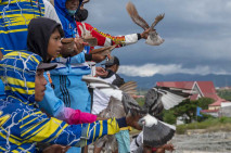 Kontes Merpati Balap...