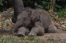 Kelahiran Bayi Gajah...