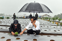 Jokowi Basah Kuyup Tanam...