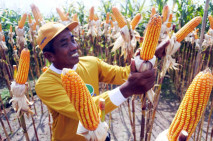 Panen Jagung Bioteknologi