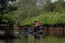 Melihat Konservasi Mangrove...