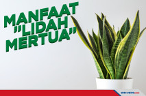 Lidah Mertua, Jaga Kualitas...