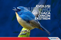 Evolusi Burung Dataran...
