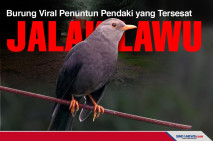 Jalak Lawu, Burung Viral...