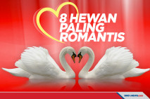 8 Hewan Romantis yang...
