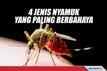 Hari Nyamuk Sedunia,...