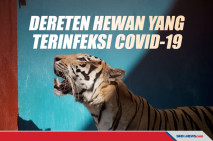 Dereten Hewan Terinfeksi...