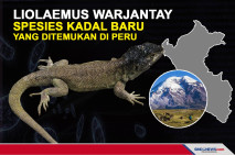 Liolaemus warjantay,...