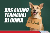 10 Ras Anjing Termahal...