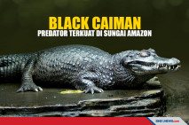 Buaya Black Caiman,...