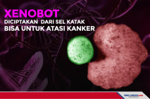 Ilmuwan Ciptakan Xenobot...
