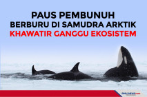 Paus Pembunuh Berburu...