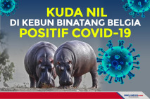 Kuda Nil di Kebun Binatang...