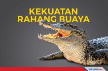 3 Kali Lebih Kuat dari...