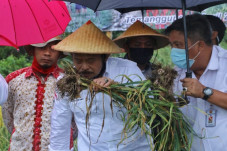 Panen Bawang Putih di...