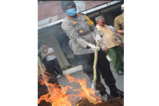 Ratusan Kilogram Ganja...