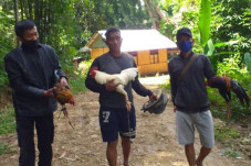 Pelaku Judi Sabung Ayam...