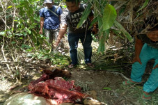Kepergok Motong Sapi...