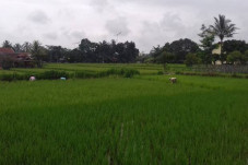 Berjuang di Bidang Ketahanan...