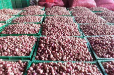 Bawang Merah asal Pati...