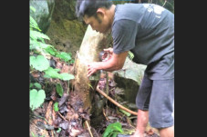 Sapi Milik Sekdes Dimangsa...